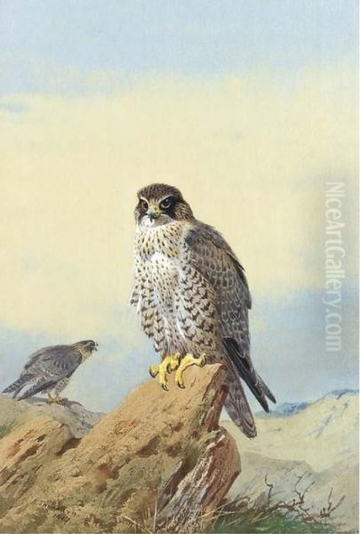 Gyr Falcon Oil Painting by Archibald Thorburn