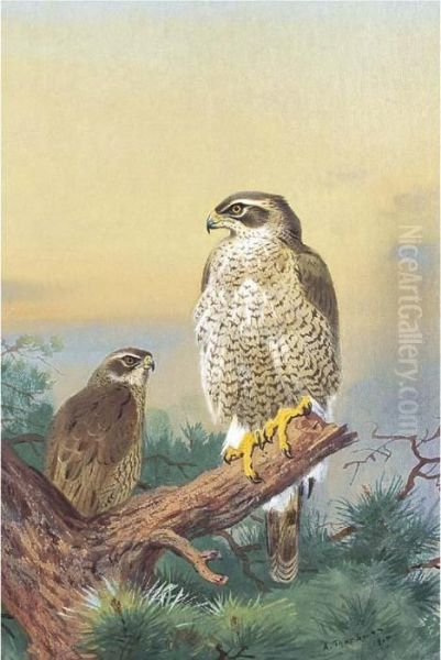 Goshawk Oil Painting by Archibald Thorburn