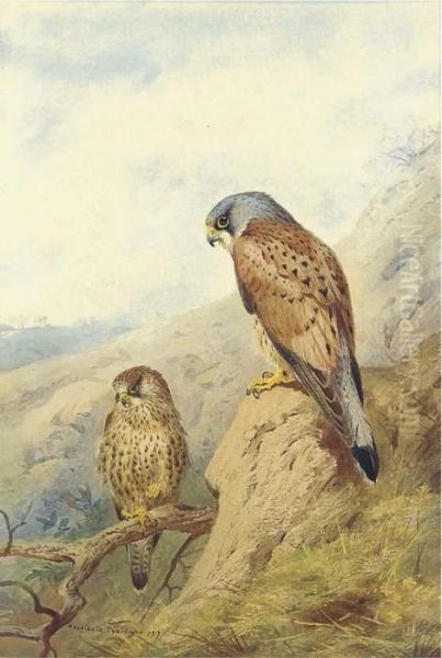 Kestrel Oil Painting by Archibald Thorburn