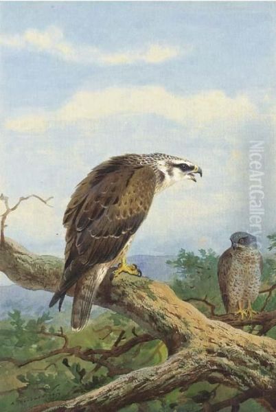 Honey Buzzard Oil Painting by Archibald Thorburn