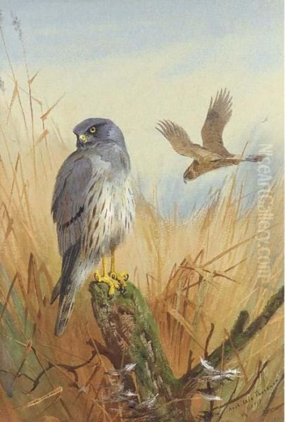 Montagu's Harrier Oil Painting by Archibald Thorburn