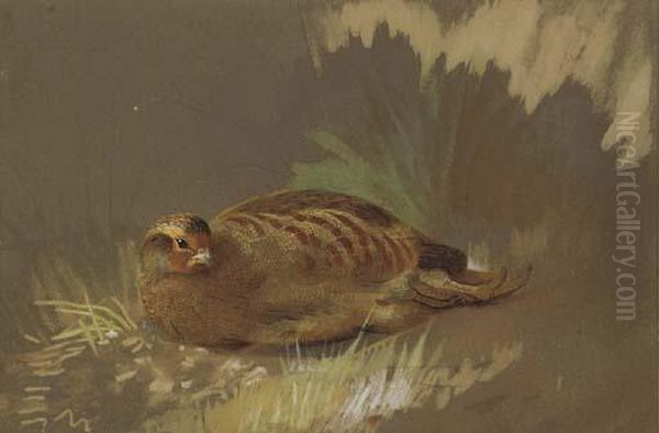 Dusting Partridge Oil Painting by Archibald Thorburn