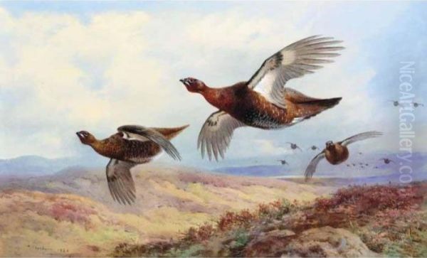 Red Grouse In Flight Oil Painting by Archibald Thorburn