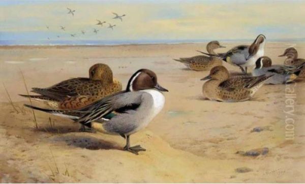 Pintail Ducks Oil Painting by Archibald Thorburn