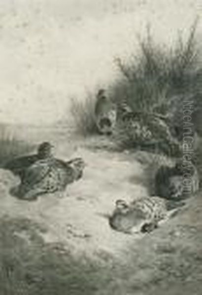 Partridge Oil Painting by Archibald Thorburn