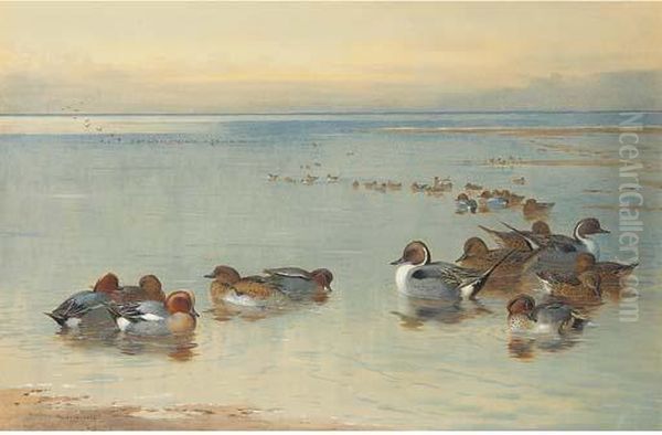 Teal And Widgeon Oil Painting by Archibald Thorburn