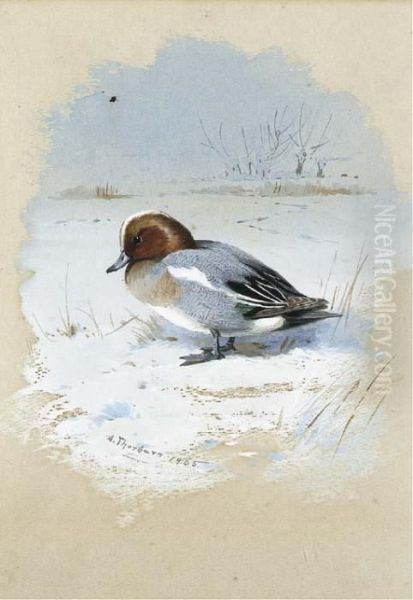 Wigeon Oil Painting by Archibald Thorburn