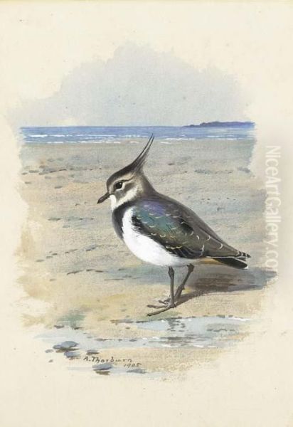 Lapwing Or Peewit Oil Painting by Archibald Thorburn