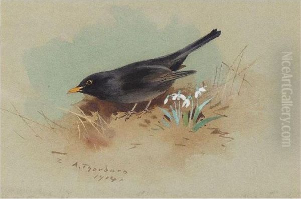 Blackbird Oil Painting by Archibald Thorburn