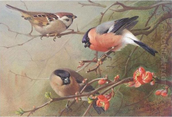 Tree Sparrow And Bullfinches Oil Painting by Archibald Thorburn