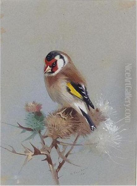 Goldfinch On Thistle Oil Painting by Archibald Thorburn