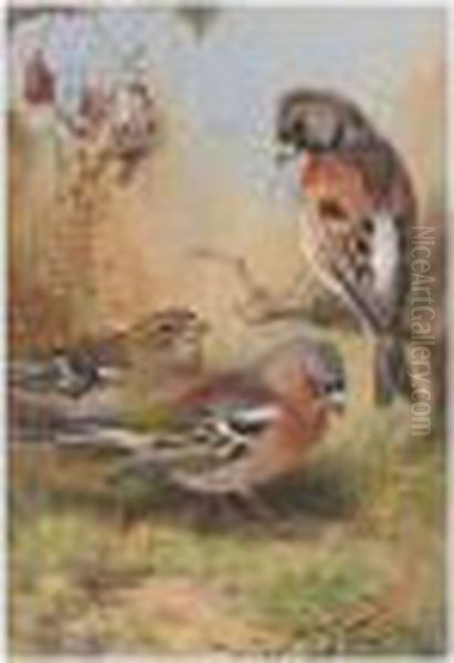 A Brambling And Two Chaffinches Oil Painting by Archibald Thorburn