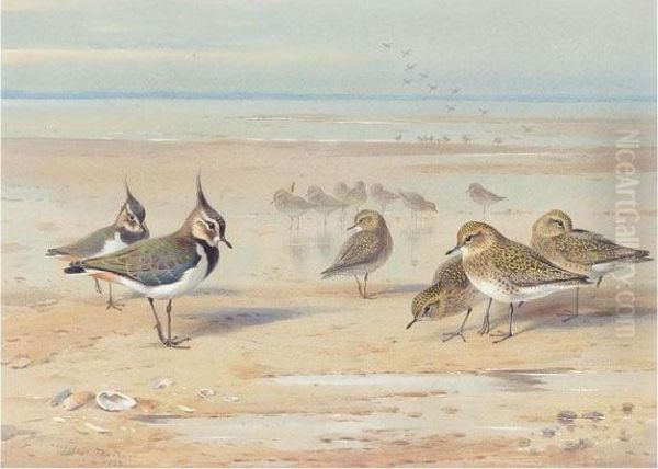 Lapwing And Golden Plover On The Shore Oil Painting by Archibald Thorburn