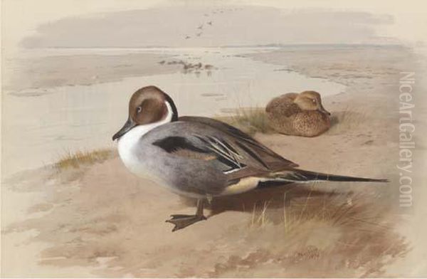 Two Pintails In A Natural Setting Oil Painting by Archibald Thorburn