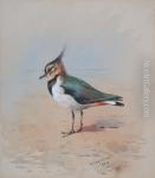 Lapwing On A Shore Oil Painting by Archibald Thorburn