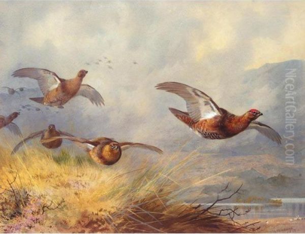 Grouse In Flight Oil Painting by Archibald Thorburn