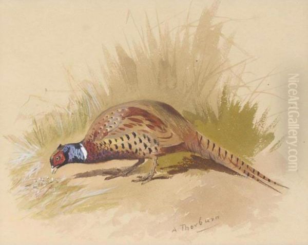 Chinese Ring Necked Pheasant Oil Painting by Archibald Thorburn