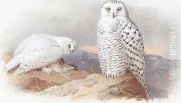 Snowy Owls Oil Painting by Archibald Thorburn