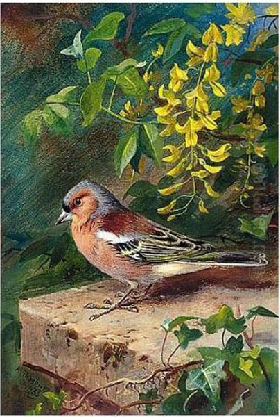 Chaffinch Oil Painting by Archibald Thorburn