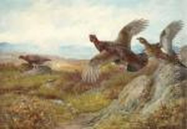 Grouse Oil Painting by Archibald Thorburn