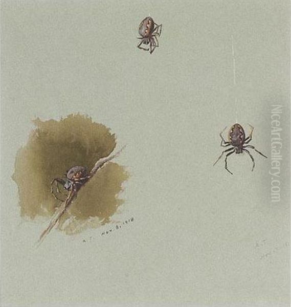 Studies Of Spiders; And A Moth Oil Painting by Archibald Thorburn