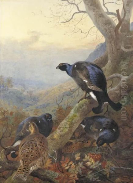 Black Cock And Grey Hen, On A Rowan Tree Oil Painting by Archibald Thorburn