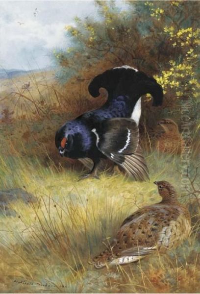 On The Edge Of The Moor; Blackcock Displaying Oil Painting by Archibald Thorburn