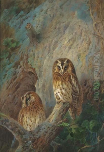 Tawny Owls Oil Painting by Archibald Thorburn