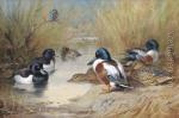 Mallard, Tufted Duck And A Kingfisher At The Water's Edge Oil Painting by Archibald Thorburn