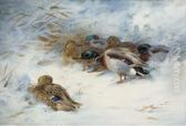 Mallard In The Snow Oil Painting by Archibald Thorburn