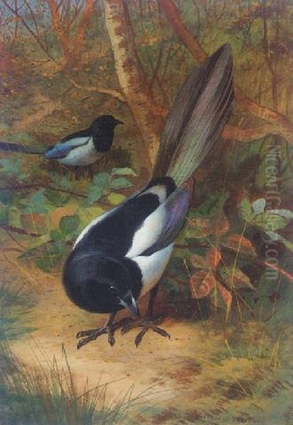 Magpies Oil Painting by Archibald Thorburn