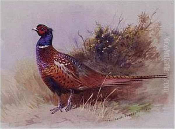 The Pheasant Oil Painting by Archibald Thorburn