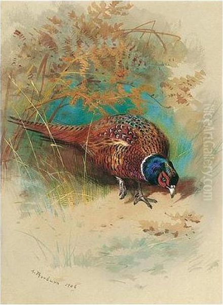 A Cock Pheasant Feeding Oil Painting by Archibald Thorburn