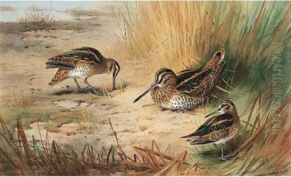 Snipe Oil Painting by Archibald Thorburn