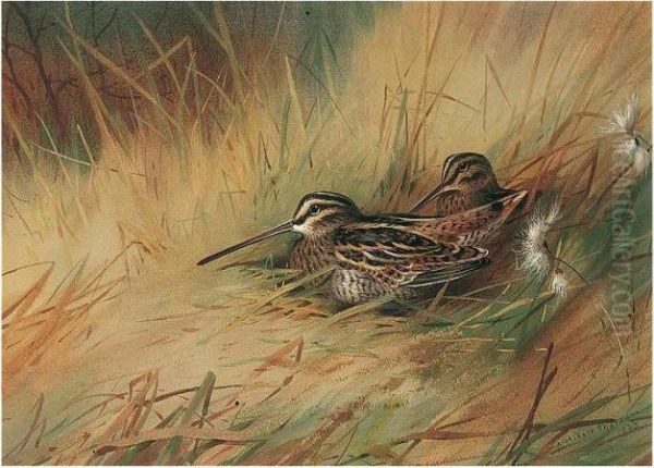 Snipe Oil Painting by Archibald Thorburn