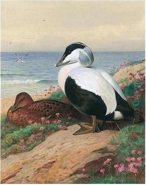 Common Eider Oil Painting by Archibald Thorburn