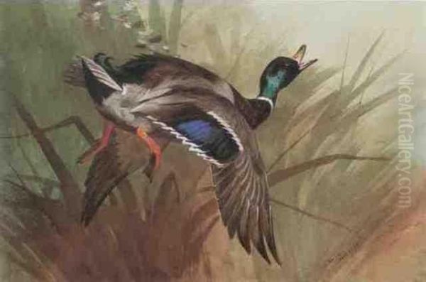 Winged Mallard Oil Painting by Archibald Thorburn