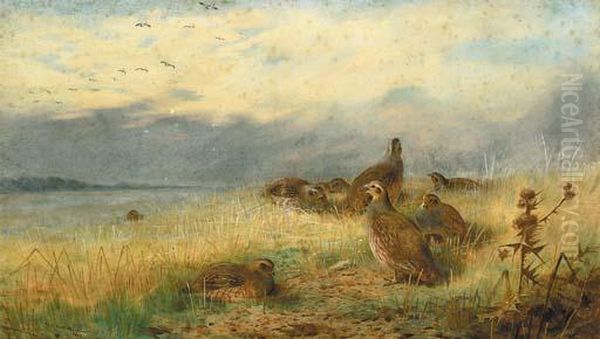 A Covey Of Partridge In The Stubble, With Lapwings Flying Overhead Oil Painting by Archibald Thorburn