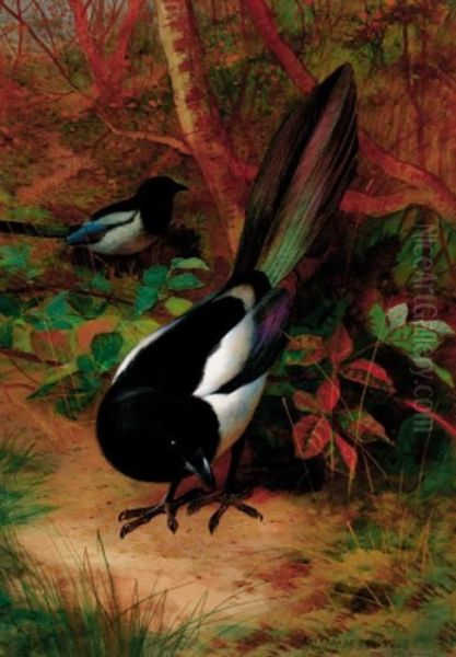 Magpies Oil Painting by Archibald Thorburn