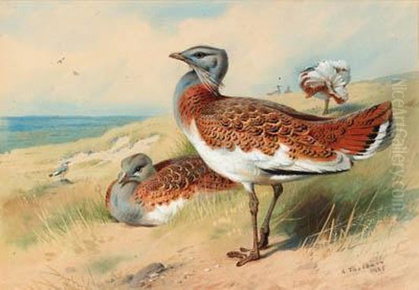 Great Bustards Oil Painting by Archibald Thorburn