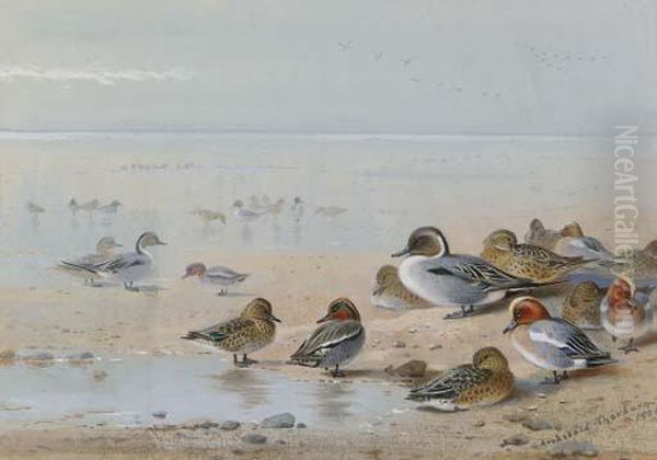 Pintail, Teal And Wigeon, On The Seashore Oil Painting by Archibald Thorburn