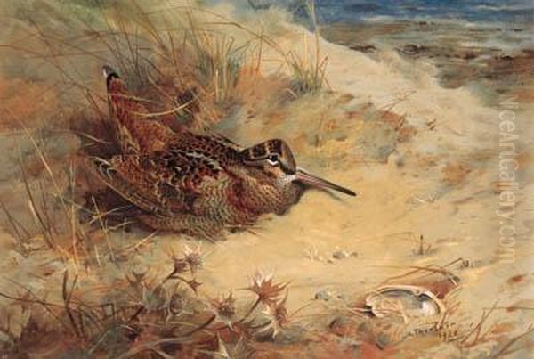 Woodcock Sheltering In The Sand Dunes Oil Painting by Archibald Thorburn