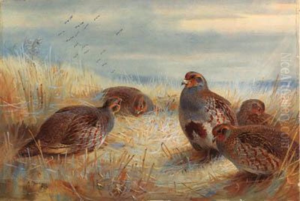 A Covey Of Partridge In The Stubble Oil Painting by Archibald Thorburn