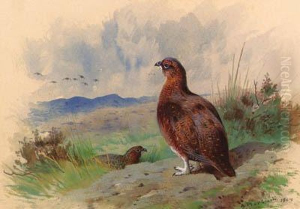 Red Grouse On The Alert Oil Painting by Archibald Thorburn