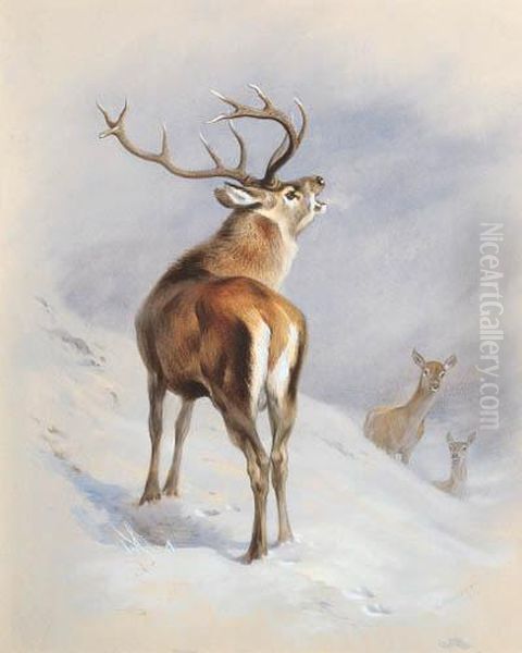 Red Deer, A Royal Roaring Oil Painting by Archibald Thorburn