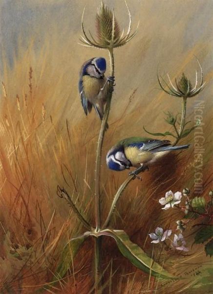 Bluetits On A Teasel Oil Painting by Archibald Thorburn