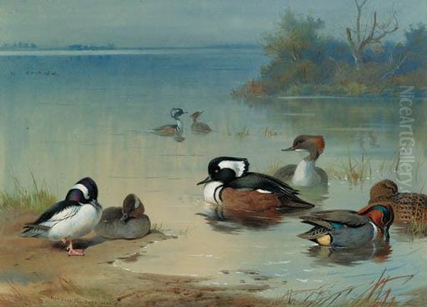 Buffel-headed Duck, American Green-winged Teal And Hoodedmerganser Oil Painting by Archibald Thorburn