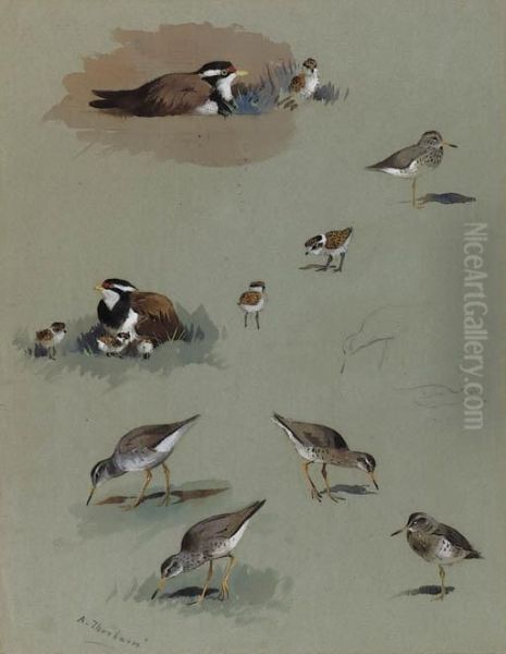 Study Of Sandpipers, Cream-coloured Coursers And Other Birds Oil Painting by Archibald Thorburn