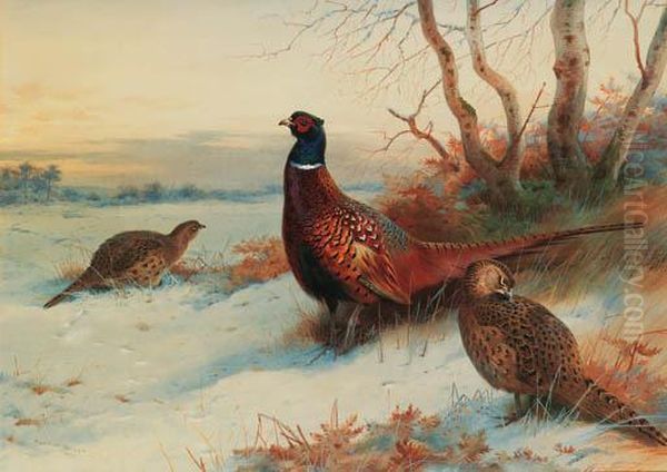 A Cock And Two Hen Pheasant In A Winter Landscape Oil Painting by Archibald Thorburn