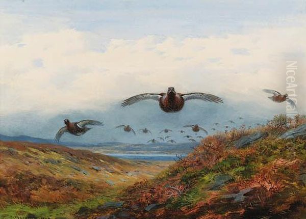 Red Grouse In Flight Over Moorland Oil Painting by Archibald Thorburn